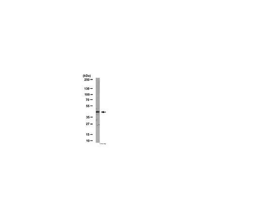 62-8389-89　［已停用］反cJun;100μg　09-754