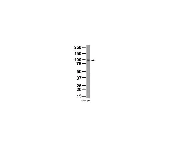 62-8459-39　［已停用］抗LGR5 (GPR49);100μg　ABD17
