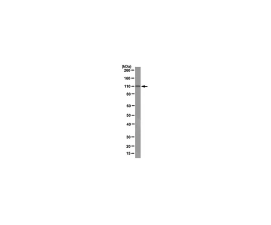 62-8375-32　［已停用］抗PI3激酶3型，克隆17D1.1;100μg　05-1563