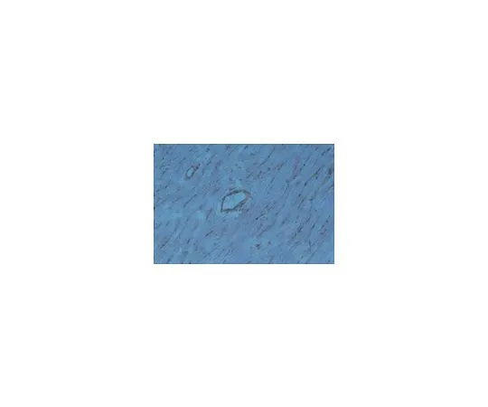 62-8493-79　［已停用］抗整合素α1beta1,克隆RA1.1;100μg　MAB2513