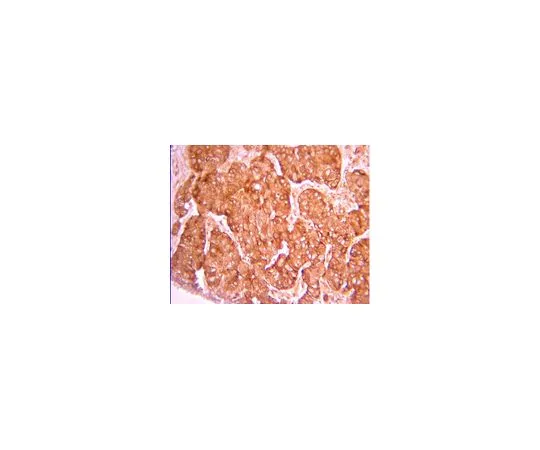 62-8387-64　［已停用］抗4E-BP1;100μL　07-1416