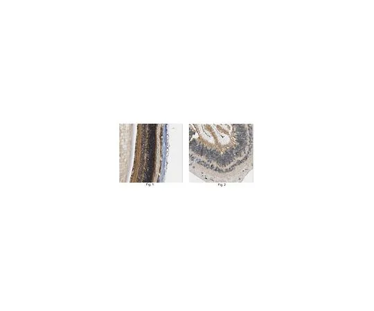 62-8466-96　［已停用］抗ARL6　ABN405