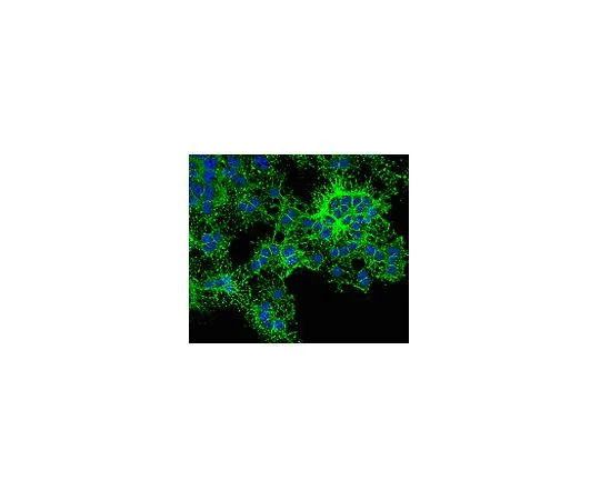 62-8488-85　［已停用］抗O4,克隆81, Alexa Fluor (R) 488共轭;100μL　MAB345A4