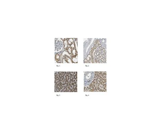 62-8458-42　［已停用］抗Delta样蛋白4　ABC473