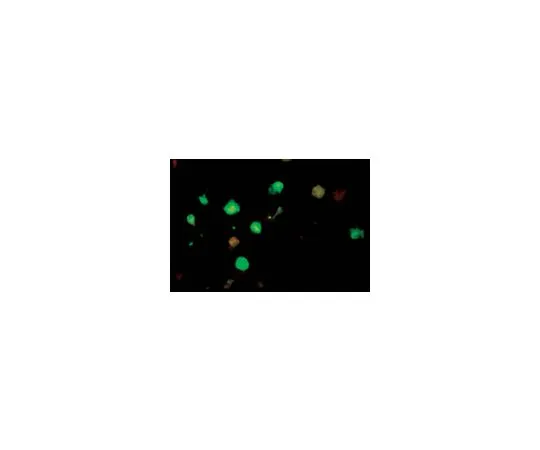 62-8490-09　［已停用］抗柯萨奇病毒B2,克隆301-4A-4H-9C;100μg　MAB946