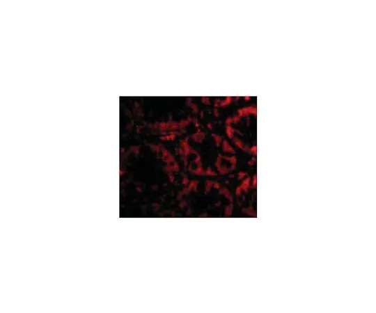 62-8457-78　［已停用］抗STAP2　ABC341