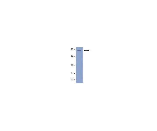 62-8367-92　［已停用］抗STAT1;100μL　04-069