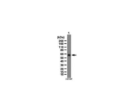 62-8389-83　［已停用］抗RING1;100μg　09-706