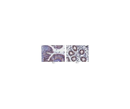 62-8466-27　［已停用］抗DMBT1抗体猫。不，ABN256　ABN256