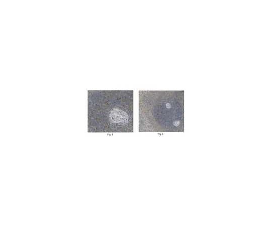 62-8464-60　［已停用］抗β-2微球蛋白，犬用　ABF129