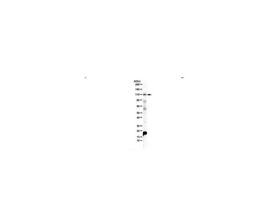 62-8468-59　［已停用］抗-Pro-NRG2ECD　ABN1654