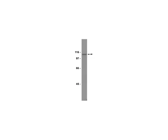 62-8371-36　［已停用］抗Pyk2/CAKβ，克隆74;250μL　05-488