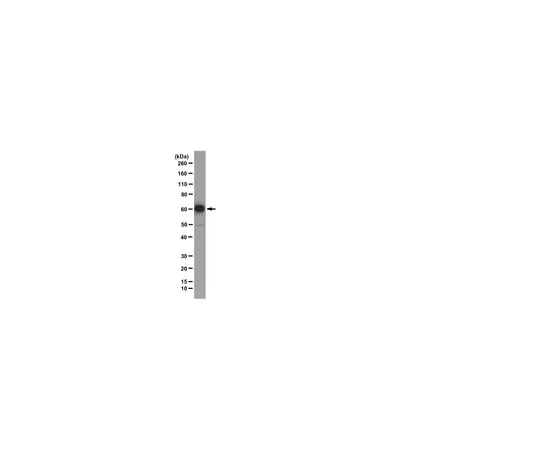 62-8369-28　［已停用］抗Cdt1,克隆PKS136,1-104;100μg　04-1524