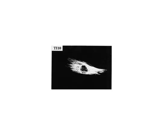 62-8491-74　［已停用］抗菲拉明A,克隆TI10;100μL　MAB1680