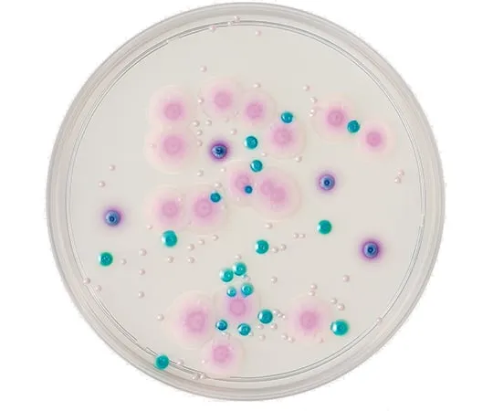 63-6527-51　BD BBL (TM) CHROMagar (TM) Candida II琼脂培养基20张　252958