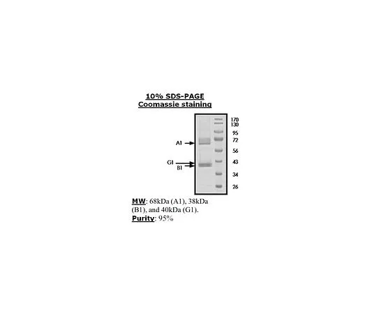 62-8391-71　［已停用］AMPK (A1/B1/G1)　14-840-D