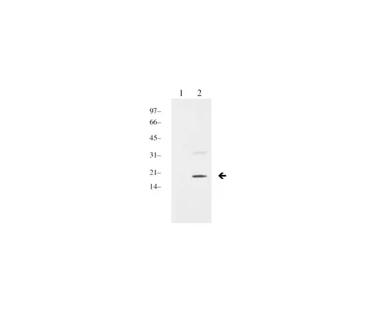 62-8372-79　［已停用］DIMETHYL-HISH3 (K9) 100UL　05-768