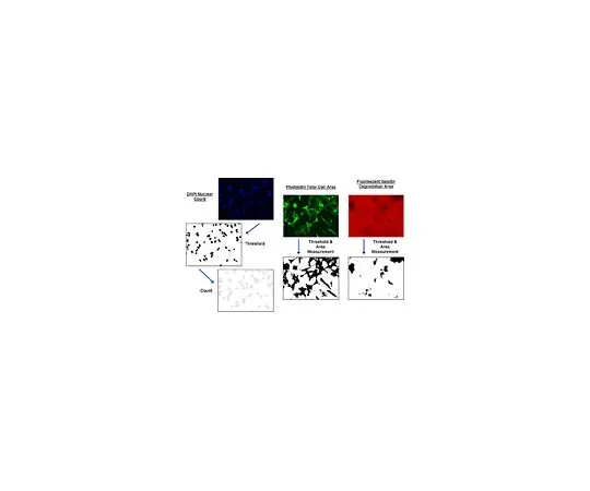 62-8482-20　［已停用］QCM (TM) 明胶Invadopodia Assay (Red) ，荧光;32次检测 (1套)　ECM671