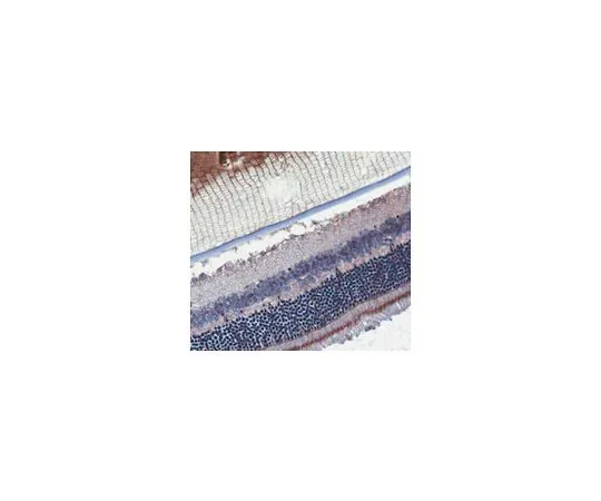 62-8466-16　［已停用］抗ARLIP6抗体猫。不，ABN208　ABN208