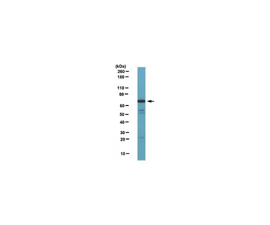 62-8465-47　［已停用］抗神经元-1;100μL　ABN55