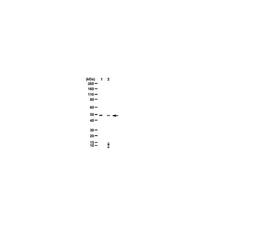 62-8389-44　［已停用］抗Ras, H Palmitoylated;100μg　09-187