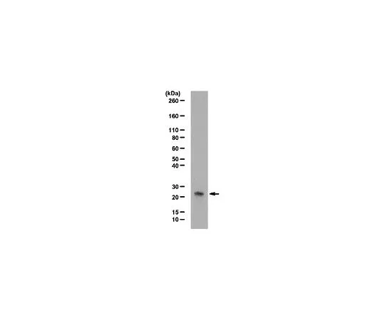 62-8390-20　［已停用］抗AMP化丝氨酸;100μL　09-890