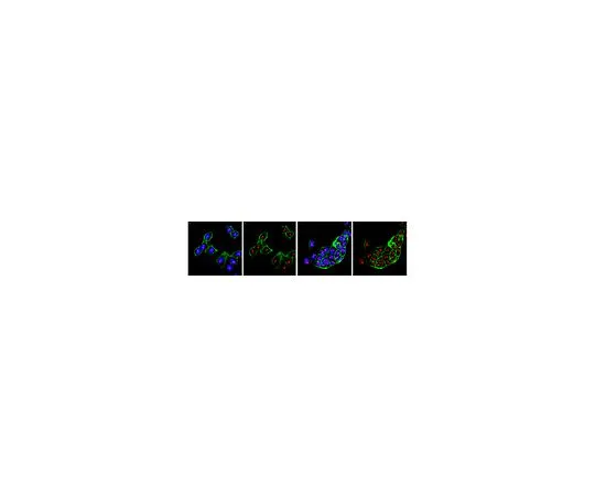 62-8389-29　［已停用］抗CHD9;100μg　09-090