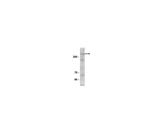 62-8386-24　［已停用］抗DNMT1;100μL　07-688