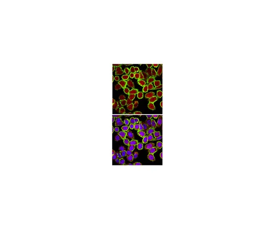 62-8375-06　［已停用］抗CENP-E,克隆MAB177;100μg　05-1502