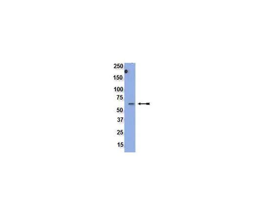 62-8374-96　［已停用］抗Src家族 (WTAPE) ，克隆2E8.2;200μg　05-1461
