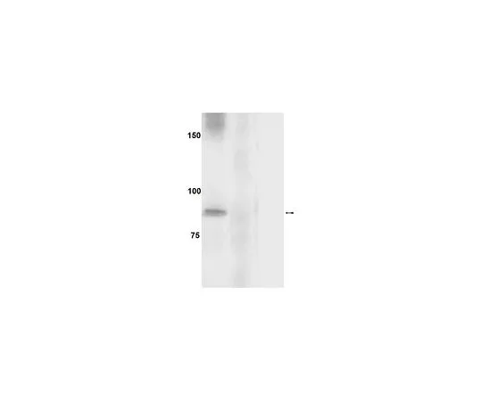 62-8386-73　［已停用］抗磷-eIF2Bε (Ser539);100μL　07-822