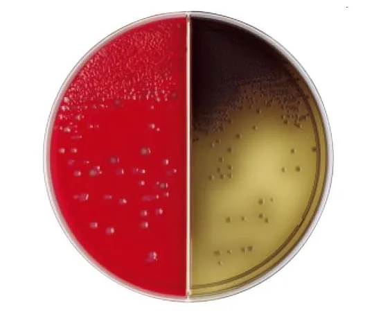 63-6527-94　BD Anero Columbia RS Blood Agar Medium with BBL (TM) PEA/BBE Agar Medium 10 sheets　252500