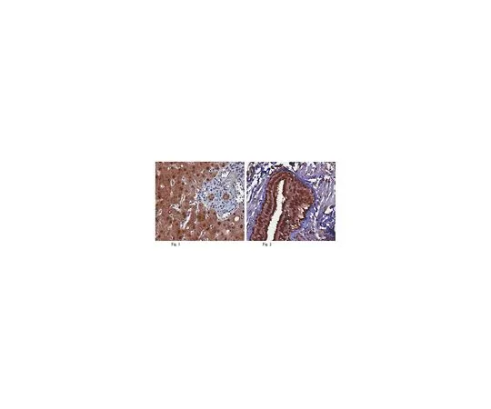 62-8469-87　［已停用］抗MAT1A　ABS376