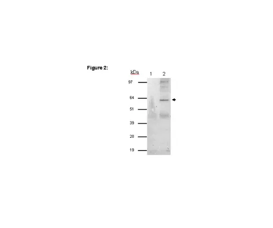 62-8367-46　［已停用］RIPAb+ (TM) STAU1 (Staufen1) 。　03-116