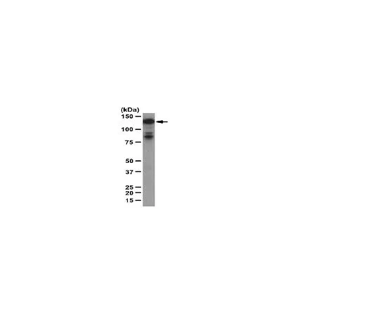 62-8389-54　［已停用］反人类技术4;100μg　09-267
