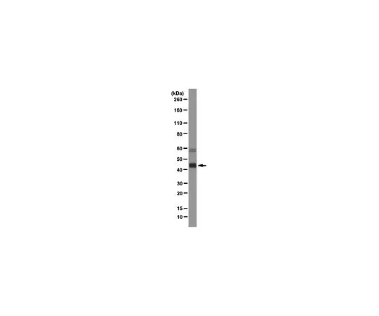 62-8493-93　［已停用］抗米格菲林克隆43.9;100μg　MAB2618