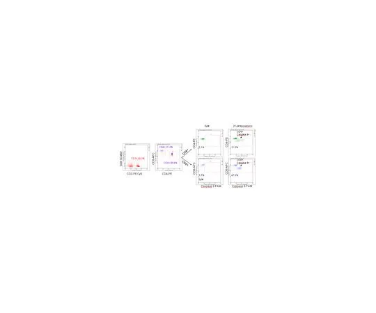 62-8483-64　［已停用］FlowCellect (TM) 人T细胞半胱天冬酶8试剂盒;100次测试　FCCH100155
