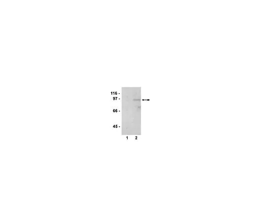 62-8386-37　［已停用］抗磷-STAT1 (Ser727);200μL　07-714
