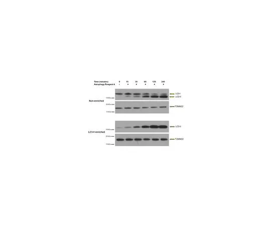 62-8394-67　［已停用］LC3-II浓缩试剂盒 (Western Blot)　17-10232