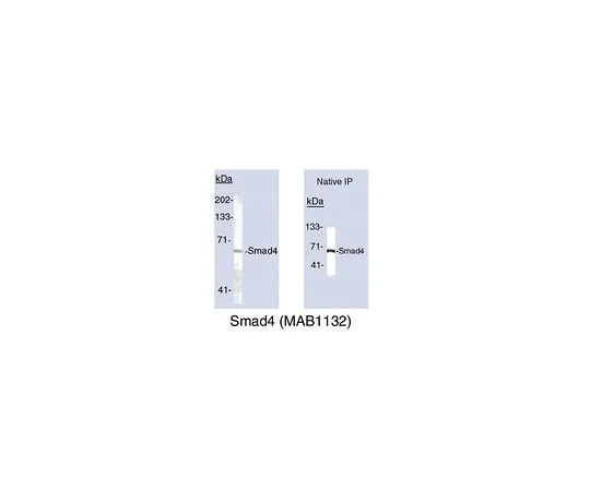62-8490-36　［已停用］抗Smad4,克隆SMD46;100μg　MAB1132