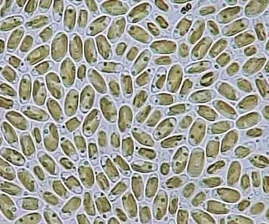 3-7062-01　［已停用］细藻类研究