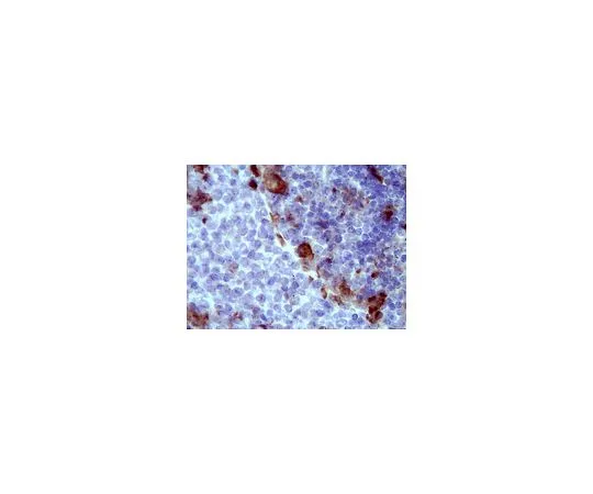 62-8465-57　［已停用］抗AIF-1;100μg　ABN67