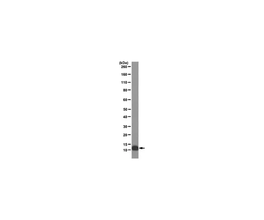 62-8369-54　［已停用］抗白细胞介素13 (IL-13) ，克隆B2;100μg　04-1579