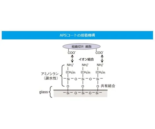 67-8065-45　Slide Glass Water Edge Polished Frost APS 1.2~1.5 mm Thickness 100 Sheets　S8216
