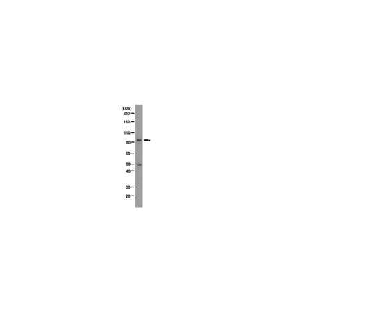 62-8375-09　［已停用］抗FMR1,克隆6A15;100μg　05-1512