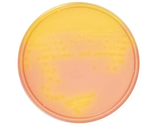 63-6527-31　BD BBL (TM) CCFA Medium 10张　251983