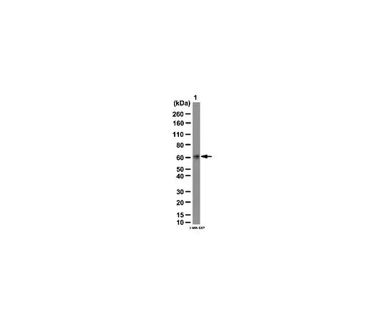 62-8388-94　［已停用］抗丝氨酸/苏氨酸蛋白激酶39;100μL　7-71