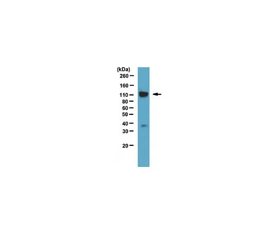 62-8388-37　［已停用］抗TAF4;100μg　07-1803