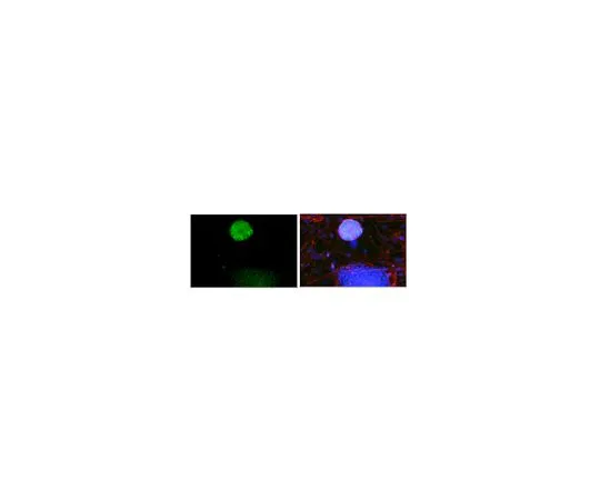 62-8459-74　［已停用］抗Mouse Nanog,N-Terminus　ABD88