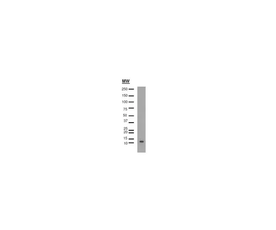 62-8374-42　［已停用］抗乙酰基组蛋白H4 (Lys16) ，克隆4E10.2;100μg　05-1232